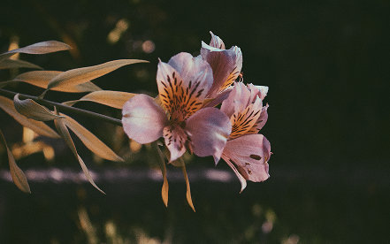 laura-barbato-p89FRl-ye50-unsplash